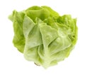 Fresh green Butter head lettuce vegetable for salad isolated on white background Royalty Free Stock Photo