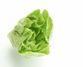 Fresh green Butter head lettuce vegetable for salad isolated on white background Royalty Free Stock Photo