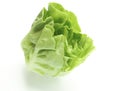 Fresh green Butter head lettuce vegetable for salad isolated on white background Royalty Free Stock Photo