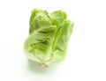 Fresh green Butter head lettuce vegetable for salad isolated on white background Royalty Free Stock Photo