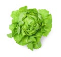 Fresh green butter lettuce head isolated on white Royalty Free Stock Photo