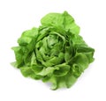 Fresh green butter lettuce head isolated on white Royalty Free Stock Photo