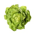 Fresh green butter lettuce head on white, top view Royalty Free Stock Photo