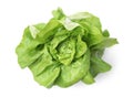 Fresh green butter lettuce head isolated on white, top view Royalty Free Stock Photo