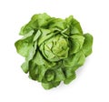 Fresh green butter lettuce head isolated on white, top view Royalty Free Stock Photo