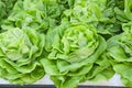 Fresh green butterhead lettuce with dew drops