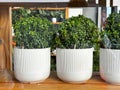 Fresh green buxus (Buxus sempervirens) plant for sale in a shop