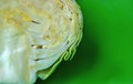 Agricultural, beautiful, biology, bright, cabbage, close-up, color image, crop, cross-section, crushed, cut, cut in half, deliciou