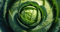 Fresh green cabbage with dew drops revealing detailed leaf texture in bright light Royalty Free Stock Photo