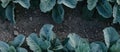 Fresh green cabbage in the farm field. Landscape aerial view of a freshly growing cabbages heads in line. Vivid Royalty Free Stock Photo