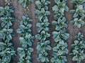 Fresh green cabbage in the farm field. Landscape aerial view of a freshly growing cabbages heads in line. Vivid Royalty Free Stock Photo