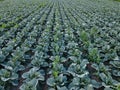 Fresh green cabbage in the farm field. Landscape aerial view of a freshly growing cabbages heads in line. Vivid Royalty Free Stock Photo