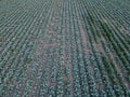 Fresh green cabbage in the farm field. Landscape aerial view of a freshly growing cabbages heads in line. Vivid Royalty Free Stock Photo