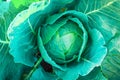 Fresh green cabbage in the garden Royalty Free Stock Photo