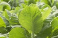 Fresh green cabbage growing in the kitchen garden Royalty Free Stock Photo