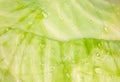 Fresh green cabbage leaf with water drops, macro photography. Fresh raw vegetable, healthy organic food Royalty Free Stock Photo