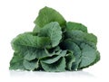 Fresh Green Cabbage Leaf