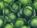 fresh green cabbage pattern background