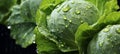 Fresh green cabbage with sparkling water droplets, closeup macro detail for enticing banner