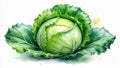 Fresh green cabbage watercolor illustration isolated on white background Royalty Free Stock Photo