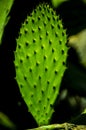 Fresh green cactus leaf with spikes close up Royalty Free Stock Photo