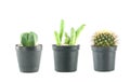 fresh green cactus in a plastic flower pots of Collection set. Royalty Free Stock Photo