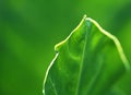 Fresh green caladium leaf