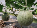 Fresh green cantaloupe melons plants in organic greenhouse garden.Green melons farm. Royalty Free Stock Photo