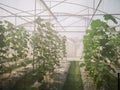 Fresh green cantaloupe melons plants in organic greenhouse garden.Green melons farm. Royalty Free Stock Photo