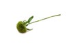 Fresh green carnation flower on a white background.