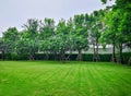 Fresh green carpet grass smooth lawn in garden with row of bush and trees on the background in good care maintenance