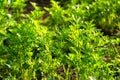 Fresh green carrot haulm on family field, organic farming, sunny summer day, healthy lifestyle