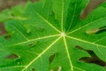 fresh green cassava leaves in the garden