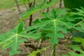 fresh green cassava leaves in the garden