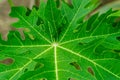 fresh green cassava leaves in the garden