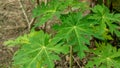 fresh green cassava leaves in the garden