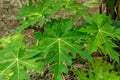 fresh green cassava leaves in the garden