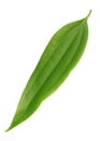 Fresh green cassia leaf