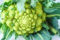 Fresh green cauliflower romanesco closeup