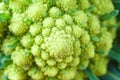 Fresh green cauliflower romanesco closeup