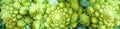 Fresh green cauliflower romanesco closeup