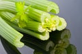 Fresh green celery