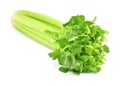 Fresh green celery