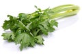 Fresh green celery