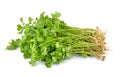 Fresh green celery isolated on white background Royalty Free Stock Photo