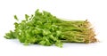 Fresh green celery isolated on white background Royalty Free Stock Photo