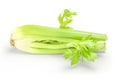 Fresh green celery isolated on white background with clipping path Royalty Free Stock Photo