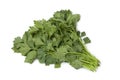 Fresh green celery leaves