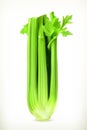 Fresh green celery