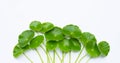 Fresh green centella asiatica leaves or water pennywort  plant Royalty Free Stock Photo